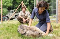 Der Ranger - Paradies Heimat – Die Biologin Emilia (Lisa Tzschirner) versorgt eine verletze Wölfin, die sie unterhalb des Affensteins im Nationalpark Sächsische Schweiz gefunden hat.