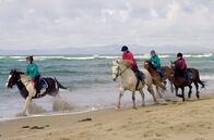Irischer Kompass – Am Strand von County Sligo: Das Reiten irischer Zuchtpferde ist auf den weitläufigen Sandstränden ein Gemeinschaftserlebnis.