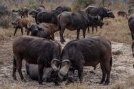 Wildes Afrika – MalaMala Game Reserve, Mpumalanga, Südafrika - Zwei Büffel kämpfen miteinander, während die Herde zusieht.