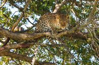 Die Leopardin – Die Großkatzen suchen oft Zuflucht auf Bäumen und sind in Baumkronen manchmal kaum zu erkennen.