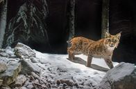 Luchs – Ein Luchs streift nachts im Schnee zwischen Buchen und Tannen umher.