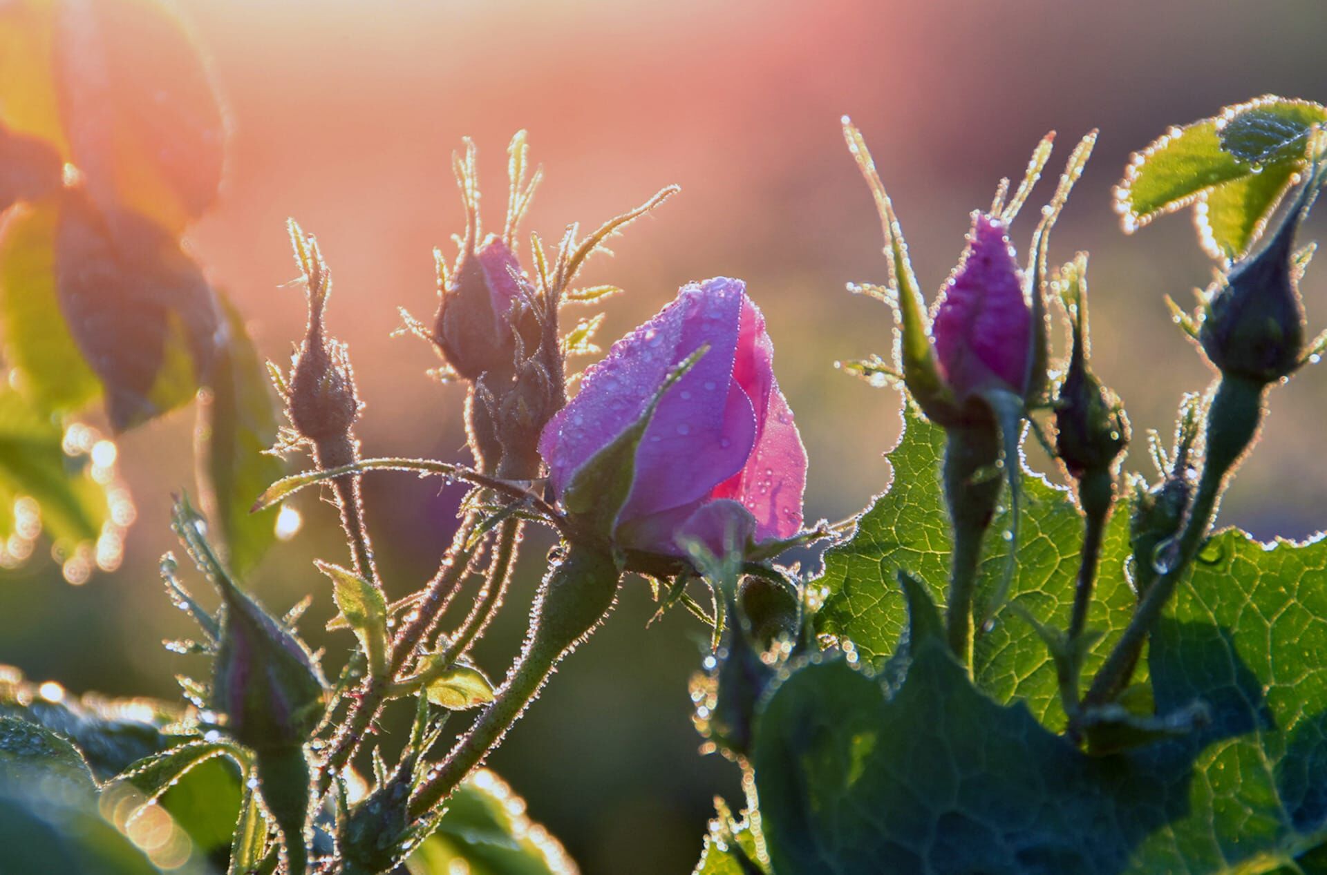 Zu Tisch ... – Aus den Blüten der Damaszener Rosen wird wertvolles Rosenöl hergestellt.