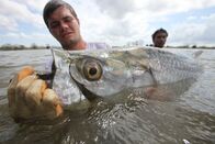 Zeb Hogans Monsterfische – San Juan River, Nicaragua, Mittelamerika: Ein lokaler Angelführer fasst den Monster-Tarpon vorsichtig mit behandschuhten Händen an.