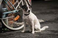Tatort – Der Hund Banane hat alles im Blick und unterstützt die Ermittlungsarbeiten von Kommissar Thiel.