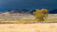 Yellowstone – Yellowstone-Szene mit Feldern, Bergen und einem Baum
