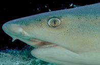 Costa Rica - Der Natur zur Seite stehen – In den Korallenriffen der Insel Caño tummeln sich Hunderte verschiedene Fisch- und Meerestierarten.