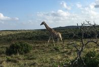 Verrückt nach Meer – Begegnung mit einer Giraffe beim Safari-Ausflug im Inkwenkwezi Park in der Nähe von East London, Südafrika.