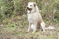 MacGyver – Das Hund
