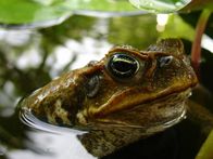 Man vs. Animal – Cane Toad