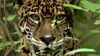 Geborene Jäger – A jaguar with its mouth partly open, observing its surroundings, hidden behind a bush.