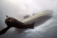 Tierische (R)Evolution – Für Seelöwen wird es immer schwieriger, Fische zu finden. Normalerweise jagen sie Sardinen, inzwischen wenden sie sich jedoch einer Beute zu, die wesentlich größer ist – der Thunfisch erfordert ganz neue Fangtechniken.