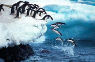 Helden der Evolution – Adeliepinguine.