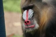 Zoogeflüster – Kinshasa the mandrill waits for Chelsea Weaver to start his nebulization treatment, which will help treat his sinus infection. (National Geographic/David Stephens)