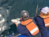 Haie an Land – GULF OF MEXICO, ALA.- (From left to right): Scientists Marcus Drymon and Andrea Kroetz release a juvenile tiger shark outfitted with a satellite spot tag. From his lab, Marcus will be able to track the suspected songbird-eater.