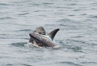Shark vs Predator – Newport Beach, CA -Ein Seelöwe greift einen Fuchshai an