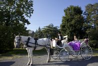 My Big Fat Gypsy Wedding – My Big Fat Gypsy Wedding (2016)