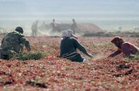 Die Farben Chinas – Ein Großteil der chinesischen Chili-Ernte trocknet in der Wüste von Xinjiang.