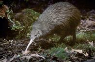 Vulkane in Neuseeland – Der Kiwi, das Nationaltier Neuseelands, ist flugunfähig und hat pelzartige Federn.
