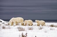 Tierische (R)Evolution – In Kanada ist diese Eisbärin mit ihren Jungen auf dem Weg zur Hudson Bay. Nach einer viermonatigen Fastenzeit wird es wieder Zeit zu jagen.