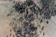 Unsere Kontinente – Auf der australischen Rinderfarm Mount Riddock im Outback leben 6.000 Rinder.