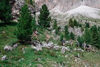 Wild Republic – Mo, 26.02., 01:42 Uhr