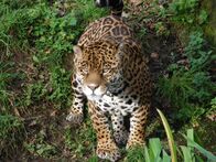 Geheimakte Wildnis – Dartmoor Zoo - A jaguar at Dartmoor zoo.
