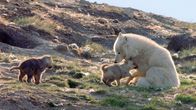 Polarwölfe – Snow White säugt ihre gerade einmal einen Monat alten Welpen.