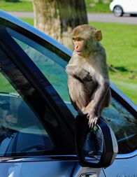 Crazy Clips – Rhesus monkey