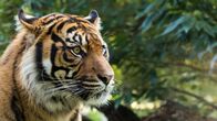 Traumziele Südostasiens – Nur etwa 600 der seltenen Sumatra-Tiger leben noch in freier Wildbahn.