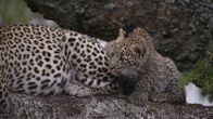 Tierbabys in Afrika – Tierbabys in Afrika
