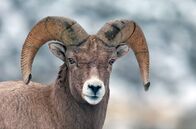 Yellowstone - Park der Extreme – Eine Jahreszeit wie keine andere, an einem einzigartigen Ort: ein Winter im Yellowstone-Nationalpark.