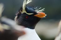 Wilde Inseln – Felsenpinguin mit roten Augen