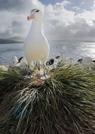 Wilde Inseln – Der Schwarzbrauen-Albatros zählt zu den elegantesten Fliegern der Welt.