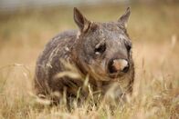 Australien – In der Ruhe liegt die Kraft: Der Südliche Haarnasenwombat verschläft den Tag meistens in seinem Bau und geht erst auf Futtersuche, wenn die schlimmste Hitze im Süden Australiens nachlässt.