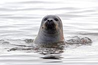 Erlebnis Erde: Wilder Rhein – Im Wattenmeer, an der holländischen Nordseeküste, wo die Rhein-Reise beginnt, tummeln sich Seehunde. Etwa 17.000 gefüllte Badewannen entspricht die Menge an Rheinwasser, die sich hier jede Sekunde in die Strömung ergießt.