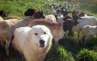 Unsere große kleine Farm – Herdenhunde beschützen die Schafe vor den nächtlichen Besuchen der Kojoten.