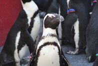 Zoogeflüster – Afrikanische Pinguine sind eine gefährdete Art, die an den Stränden der Südspitze Afrikas lebt. (National Geographic/Danielle Williamson)