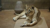 San Diego Zoo – Lion