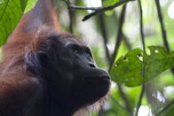Terra Mater – Männlicher Orang-Utan, Borneo