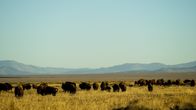 Alpha-Tiere – Die Bisonbullen kämpfen aus, wer sich diese Saison paaren darf. Somit sind sie evolutionär darauf ausgerichtet, groß gebaut und aggressiv zu sein.
