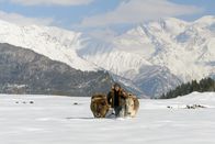 GEO Reportage – Im unwegsamen Svanetien ist Winter wie Sommer der Ochsenschlitten das verlässlichste Transportmittel.