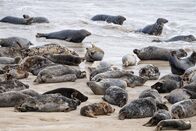 Terra X: Faszination Erde – Die Blasket Islands sind ein Refugium für Robben. Vor rund 70 Jahren haben die letzten Bewohner die Insel verlassen. In der Abgeschiedenheit vermehren sich die Tiere seither bestens.