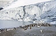 Antarktika – Adéliepinguine am Kap Adare, dem Eingang zum Rossmeer