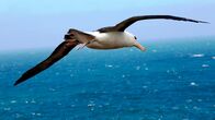 Kielings wilde Welt – Albatros