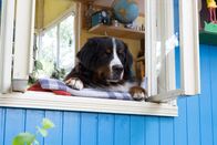 Löwenzahn – Hund Keks vermisst den Nachbarn.