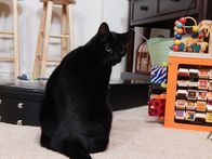 Der Katzenflüsterer – Daisy the cat.