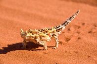 Helden der Evolution – Dornteufel.