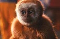 Kissenkino: Monky - Kleiner Affe, großer Trost – Aus dem Nichts taucht bei der trauernden Familie eine kleine, muntere Gibbon-Affendame auf, die Frank auf wundersame Weise an seine verstorbene Schwester erinnert.