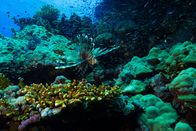 Feindselige Erde – Rotes Meer, Ägypten - Ein räuberischer Rotfeuerfisch pirscht durch die Untiefen, während er auf den Einbruch der Nacht wartet, um zu jagen.