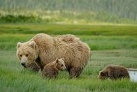 Faszination Erde – Der Klimawandel verändert die Jahresrhythmen in Alaska. Braunbären müssen deshalb ihr Fressverhalten anpassen.